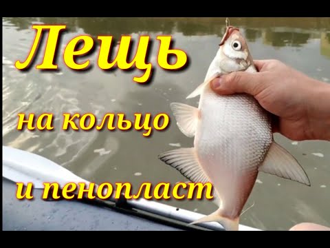 Видео: Рыбалка на реке Кубань с лодки.Ловим на скисшую прикормку.