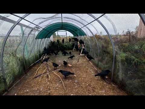 Видео: Орливая пустельга и совы, не настроенные на общение