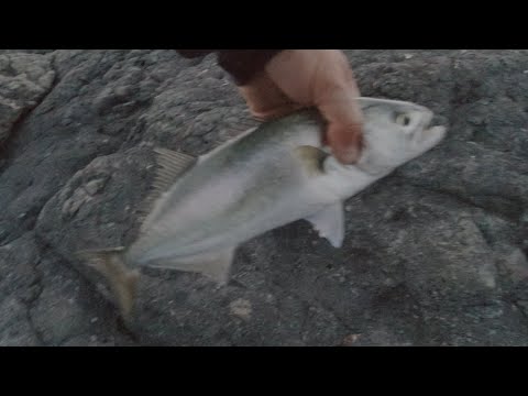 Видео: Риболов на лефер - 21.06.25