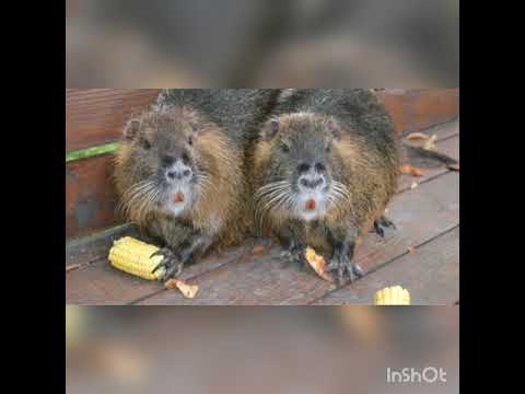 Видео: РАЗВЕДЕНИЕ НУТРИЙ ОТ РОЖДЕНИЯ И ДО ГОДА.