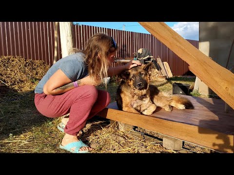 Видео: Возвращение на канал спустя год / Мишка из приюта / Лошадь на участке