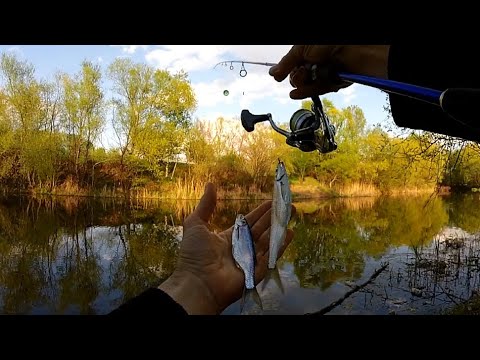 Видео: Уклейки на булдо. Видове булда и мухи