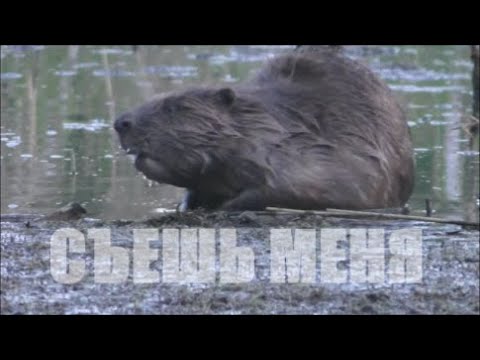 Видео: Почему я все реже стреляю бобров?