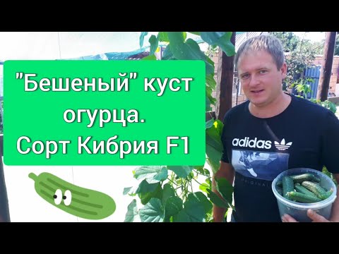 Видео: Сорт Кибрия F1 "Бешеный" куст огурца