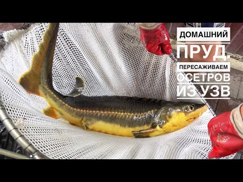 Видео: Домашний пруд с осетрами. Взвешиваем рыбу.