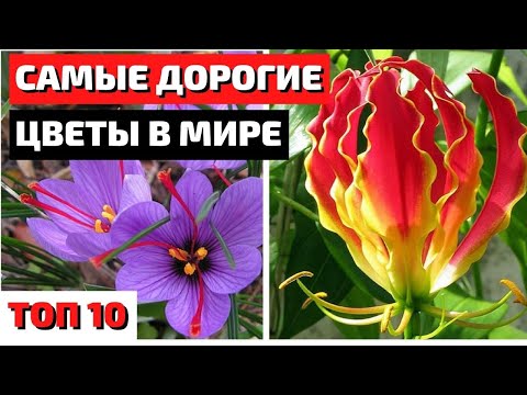 Видео: ТОП 10 | САМЫЕ ДОРОГИЕ ЦВЕТЫ В МИРЕ | САМЫЕ КРАСИВЫЕ ЦВЕТЫ В МИРЕ | самые красивые цветы в мире