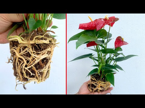 Видео: "FLAMINGO FLOWER" обладают особой красотой. Простые идеи посадки