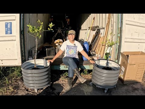 Видео: Выращивание фруктовых деревьев в контейнерах — усадьба без электросети