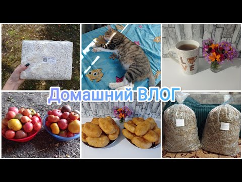 Видео: Домашний ВЛОГ. Повседневная рутина. Грибы. Пирожки 
