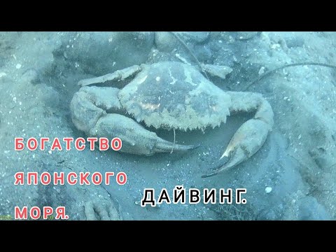 Видео: Богатства японского моря.  Дайвинг Владивосток. Дайвинг в приморье. Подводный мир дайвинг.