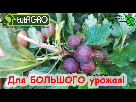 Видео: КРЫЖОВНИК и СМОРОДИНА ЗАВАЛЯТ УРОЖАЕМ, ЕСЛИ ПОСЛЕ СБОРА ЯГОД СДЕЛАТЬ ТАК. Не упустите урожай ягод!