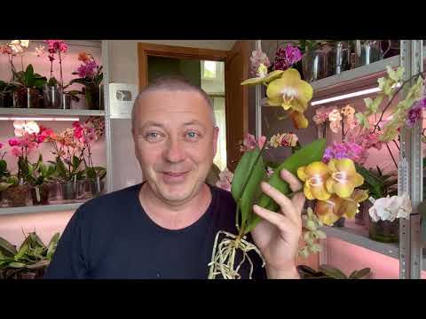 Видео: ПЕРЕСАДКА ОРХИДЕИ в НЕ поддерживающий гниение корней орхидеи грунт