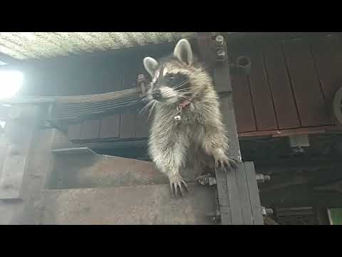 Видео: Енотиха МаНяшка и собака Мольберт.