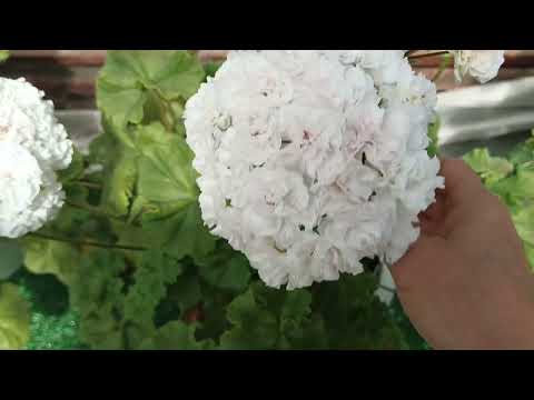 Видео: Вот вам и разница!