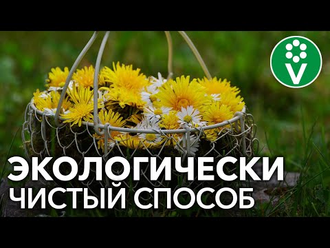 Видео: ✿ ОДУВАНЧИКИ ВМЕСТО ХИМИИ! Боремся с тлей, трипсами, паутинным клещом
