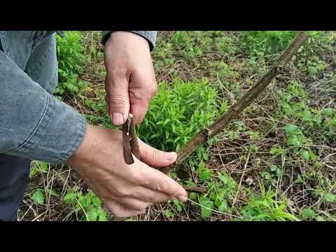 Видео: Весняне щеплення горіха грецького на меморіалі Слави (м. Рівне) Частина 2.