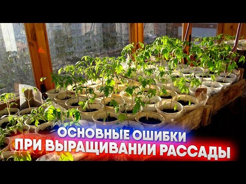 Видео: Основные ошибки при выращивании рассады