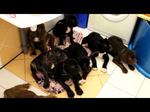 Видео: Команды "Ко мне", "Место", "Гуляй". Щенкам 2 мес.