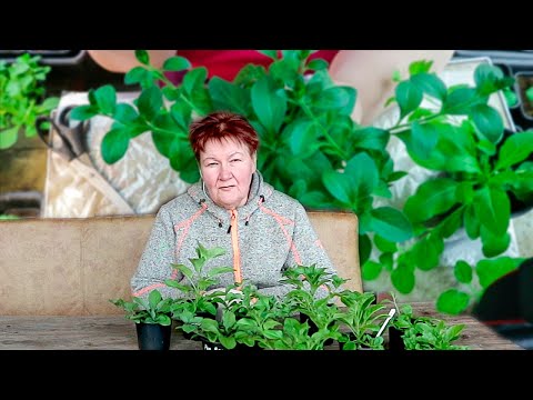 Видео: 🌺Петунии с нуля: 3 СПОСОБА сделать куст пышным!