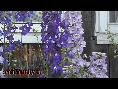 Видео: Выращивание дельфиниума от посева семян до обильного цветения на второй год