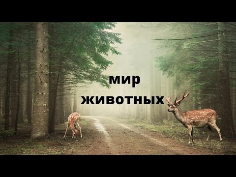 Видео: МИР ЖИВОТНЫХ