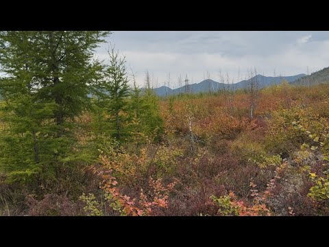 Видео: 18.08.2024г., пгт.Ягодное, Магаданская область