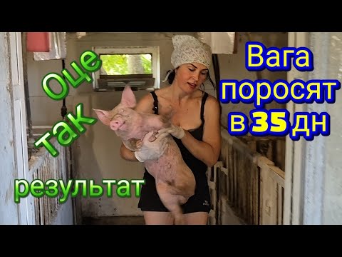 Видео: Продали свиней, купили зерно, сіно прибрали, курей затопила, поросят відлучила. 