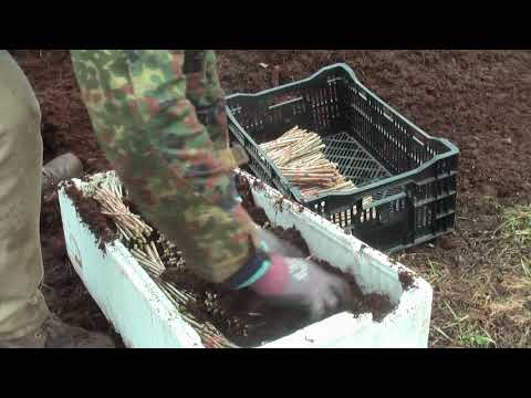 Видео: Смородина промышленные сорта. Заготовка черенка