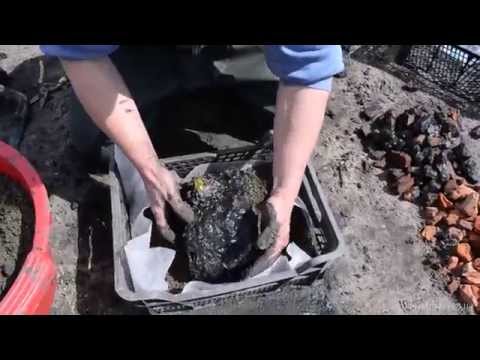 Видео: Весенняя посадка водяной лилии