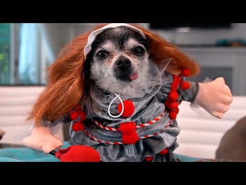 Видео: Костюмы на Хэллоуин 2019!!! Для собак ! - Дженна Марблс