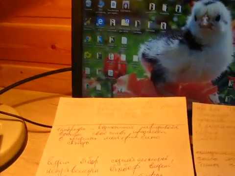 Видео: Инбридинг!