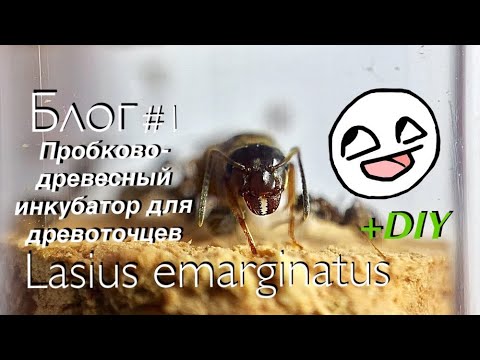 Видео: Lasius emarginatus #1 // DIY пробково-древесный инкубатор для древоточцев