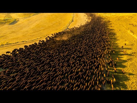Видео: Американские БИЗОНЫ | История Самого ЖЕСТОКОГО Истребления.