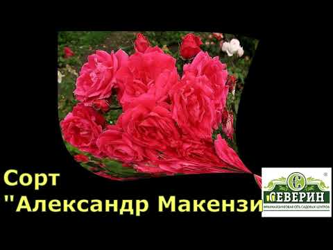 Видео: Канадские розы