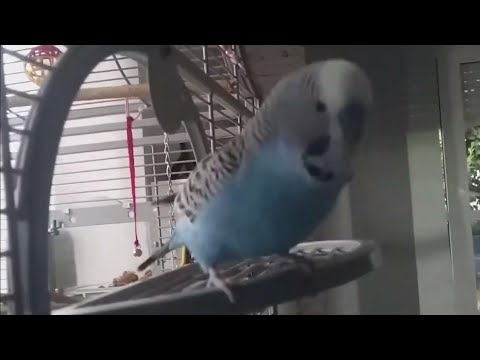 Видео: 🦜🦜@Говорящий попугай Кеша