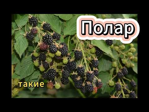 Видео: Как добиться сладкого урожая ежевики и избежать вымерзания ☀️🍇