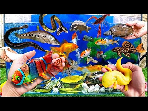 Видео: Невероятный улов: красочные аквариумные рыбки в маленьком пруду: кои, черепахи, пакманы, карпы, г...