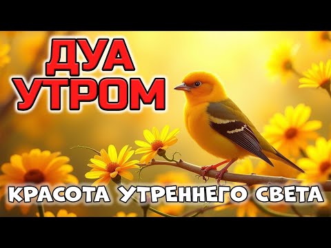 Видео: КРАСИВЕЙШЕЕ ДУА НА РАССВЕТЕ 🤲❤️
