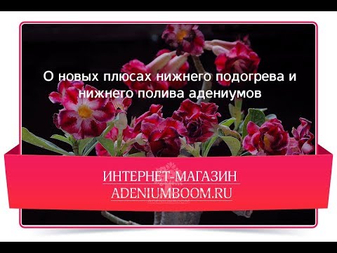 Видео: О новых плюсах нижнего подогрева и нижнего полива адениумов