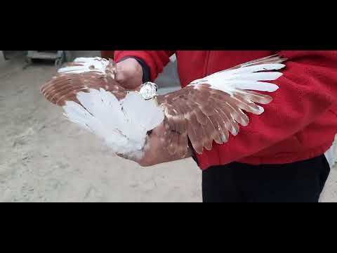 Видео: Голуби Виктора  Кременского