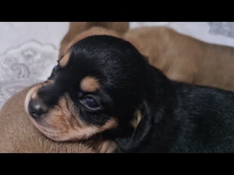 Видео: Мы в ШОКЕ/Щенки таксы открыли глаза