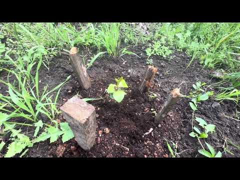 Видео: Мой сад в Мае 2025г