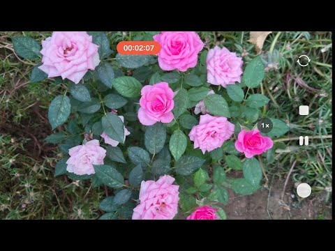 Видео: НЕГА ЧИКМАЙ КУЙДИМ 🙅🤔🤔🤔🤔🤔