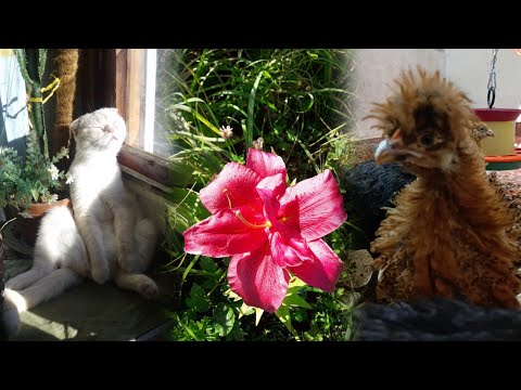 Видео: Мою мешанку едят даже КОТЫ 😜😋👍