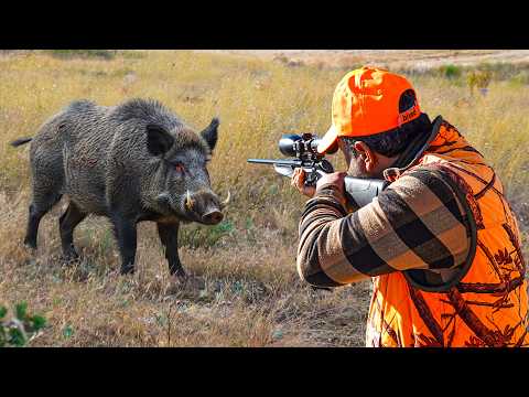 Видео: ОПАСНЫЕ ГИГАНТСКИЕ КАБАНЫ: 40 Невероятных Выстрелов, В Которые Ты Не Поверишь!