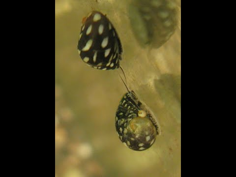 Видео: Улитки Теодоксусы( Theodoxus) Сбор дикарей и их карантин