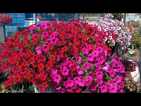 Видео: Великолепие цветущего августа. Тульская область.