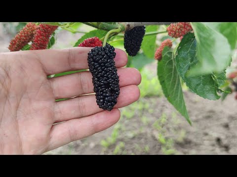 Видео: прививка шелковицы развитие за сезон