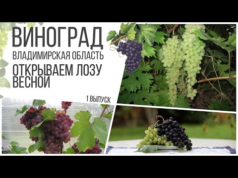 Видео: ВИНОГРАД Открываем лозу / Приемы успешного роста и хорошего урожая 1ч