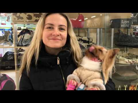 Видео: Зоопокупки для йоркширского терьера🐶